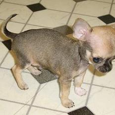 Chihuahua jay jay star