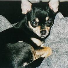 Chihuahua Coco