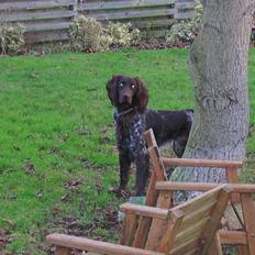 Langhåret hønsehund Kefir