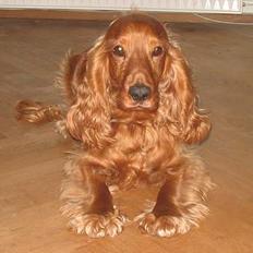 Cocker spaniel Sophus