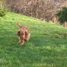 Cocker spaniel Sophus