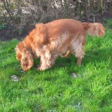 Cocker spaniel Sophus