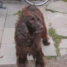 Langhåret hønsehund Luna