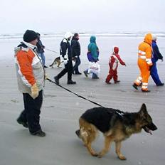 Schæferhund daisy
