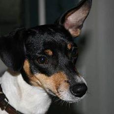 Dansk svensk gaardhund Olga....også kaldet Polka