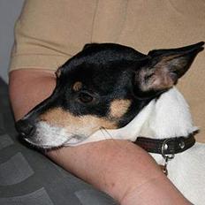 Dansk svensk gaardhund Olga....også kaldet Polka