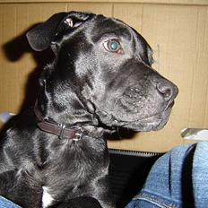 Blanding af racer Victor