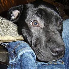 Blanding af racer Victor