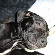 Blanding af racer Victor