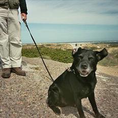 Labrador retriever Buller