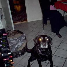 Labrador retriever Buller