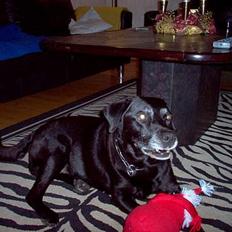 Labrador retriever Buller