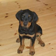 Rottweiler Ascha RIP