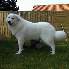 Pyreneerhund Claire