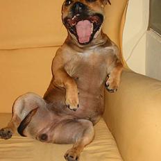 Staffordshire bull terrier Bailey