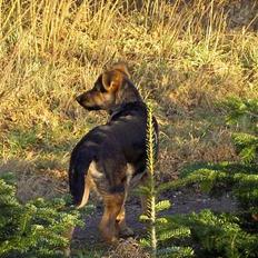 Blanding af racer Simba