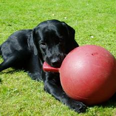 Labrador retriever Beryl´s Christian