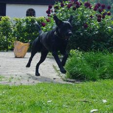 Labrador retriever Beryl´s Christian