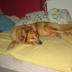 Blanding af racer Bella