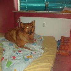 Blanding af racer Bella