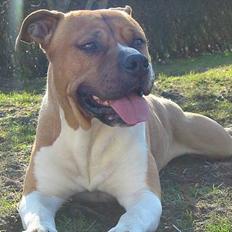 Amerikansk staffordshire terrier Rex 1999 - 2013 rip.