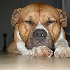 Amerikansk staffordshire terrier Rex 1999 - 2013 rip.