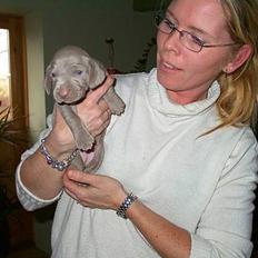 Weimaraner Hot Shoot's Eleu "Himmelhund"
