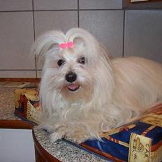 Coton de tulear Ambanja (Banja)