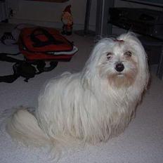 Coton de tulear Ambanja (Banja)