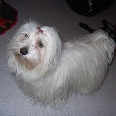 Coton de tulear Ambanja (Banja)