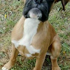 Boxer Mullet (Nandi AK LP1)