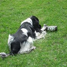 Cocker spaniel Ziki