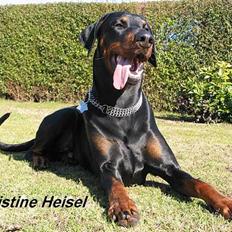 Dobermann Alvis Gromada