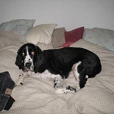 Engelsk springer spaniel Mirocchi (Louis) - Gået bort