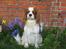 Cavalier king charles spaniel Hans Jørgen
