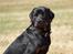 Rottweiler Tiny *18-12* - *Nyt* Tosafoto 