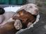 Weimaraner Asti - Asti og gravhunden Brownie putter