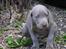 Weimaraner Asti - Baby Asti, 6 uger