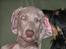 Weimaraner Asti - Talking to me, eh??