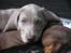Weimaraner Asti - Asti 9 uger.