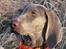 Weimaraner Asti - Hvor er duerne? Det her rimfrost giver kolde fusser.