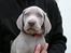 Weimaraner Asti - Asti 6 uger