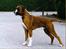 Boxer gizmo - gizmo som to årig