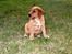 Labrador retriever Nuki - Nuki som hvalp