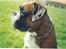 Boxer gizmo