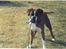 Boxer gizmo - Lidt utydeligt, men man kan da godt se hvad han vil. Kom og leg - kom og leg.