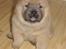 Chow chow Balou - Balou hvalp