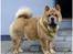 Chow chow Balou