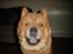 Chow chow Balou