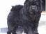 Chow chow Asron - Asron på han´s 2 års fødselsdag